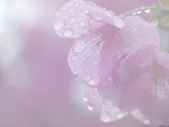 雨の中の桜 ー大寒桜（２）－