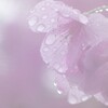 雨の中の桜 ー大寒桜（２）－