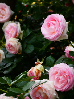 生垣の薔薇（８）