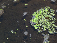浮き草