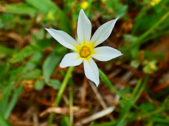 雪花庭石菖
