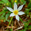 雪花庭石菖
