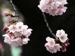 背景違いで