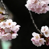 背景違いで