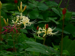 白花彼岸花
