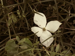落花 山法師