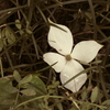 落花 山法師