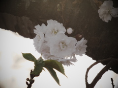 「さくらの日」の十月桜