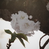 「さくらの日」の十月桜
