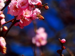 紅梅とセイヨウミツバチ