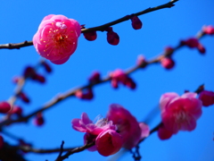 園芸植物園の紅梅