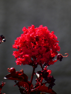 ブラックパール