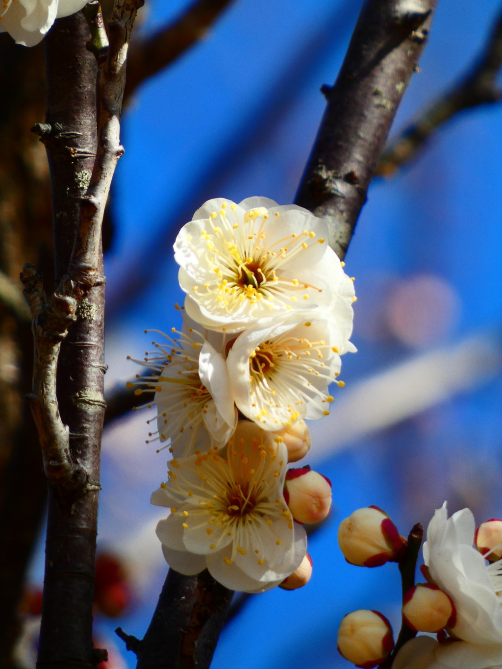 ほころぶ白梅