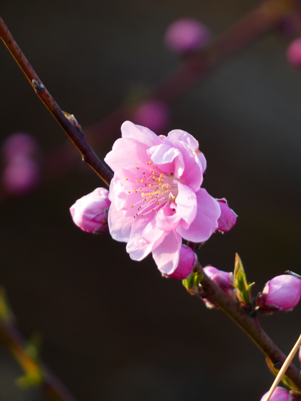 復活の花桃