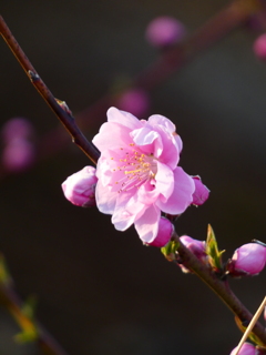 復活の花桃