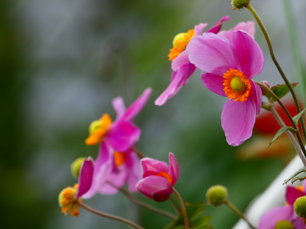 シュウメイギク