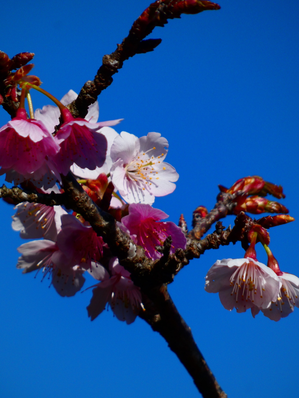 寒桜