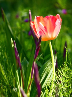 シラン色の花穂