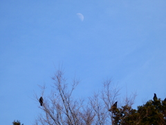 烏と上弦の月