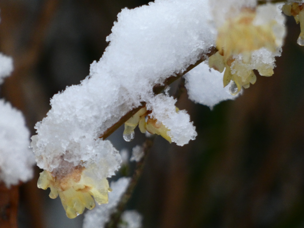 春の雪