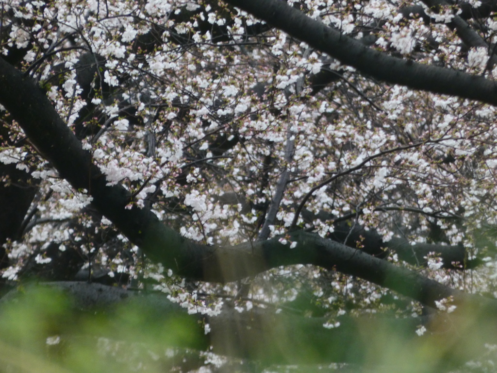 雨の中の桜 ーソメイヨシノ（４）－