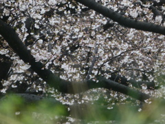 雨の中の桜 ーソメイヨシノ（４）－
