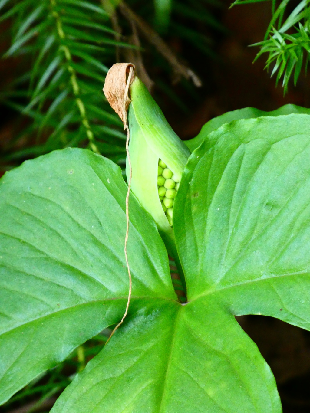 へそくりがいっぱい