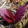 イタドリ新芽