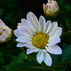 立冬に開花