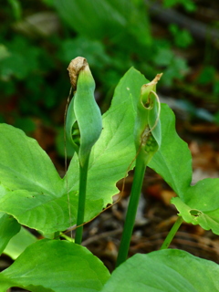 恰幅が好くなったカラスビシャク