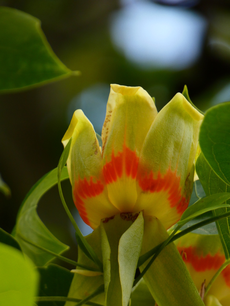 大宮第三公園のユリノキのお花