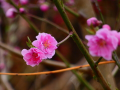桃の節句 花桃（３）