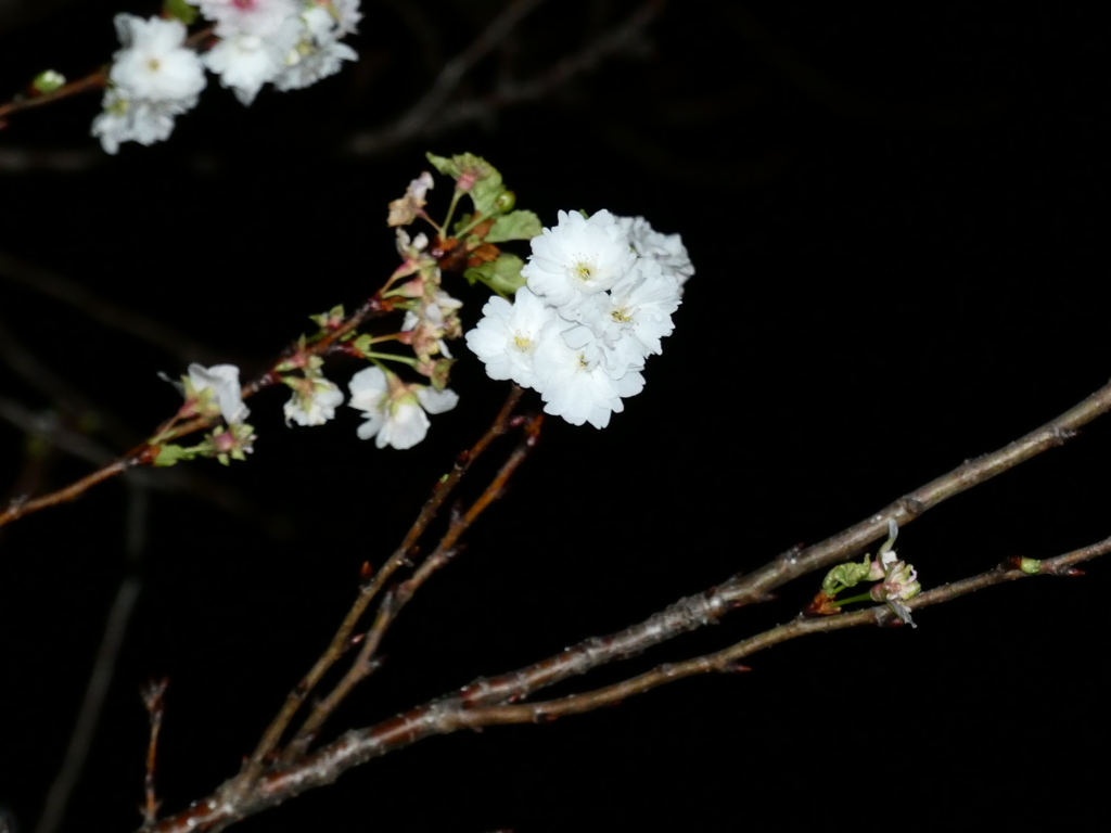 立冬の夜桜