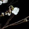 立冬の夜桜