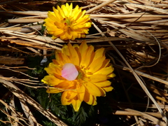 梅の花弁乗せて