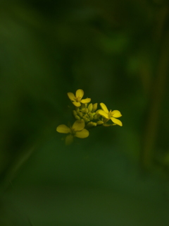 からし菜