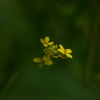 からし菜