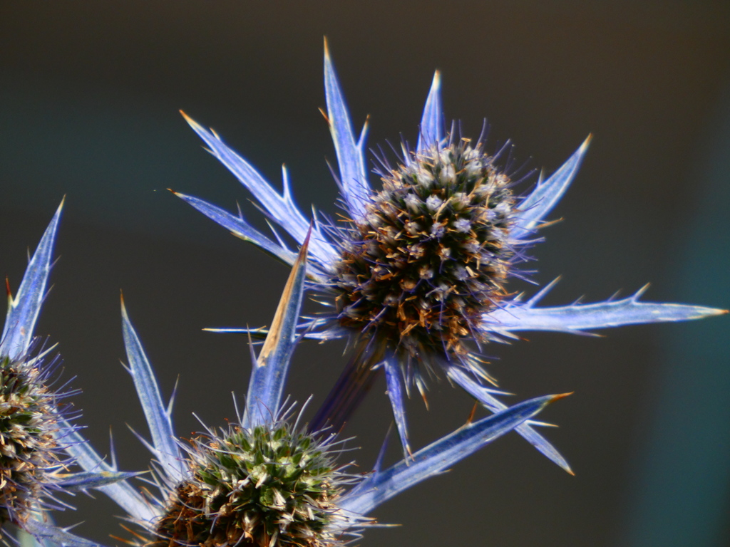 エリンジューム・ビッグブルー