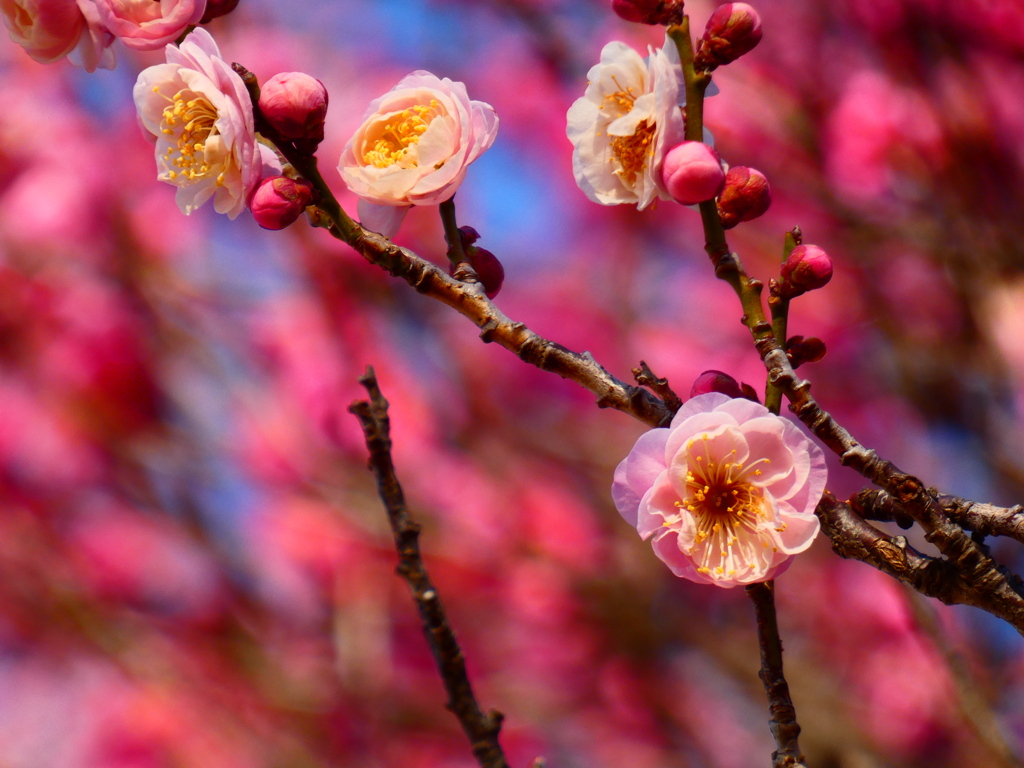 紅梅背景の白梅