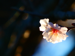立冬に灯る桜花