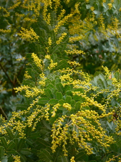 銀葉アカシアの蕾