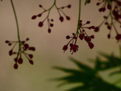 イロハモミジのお花