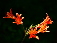 キツネノカミソリ