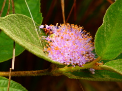 オオムラサキシキブ