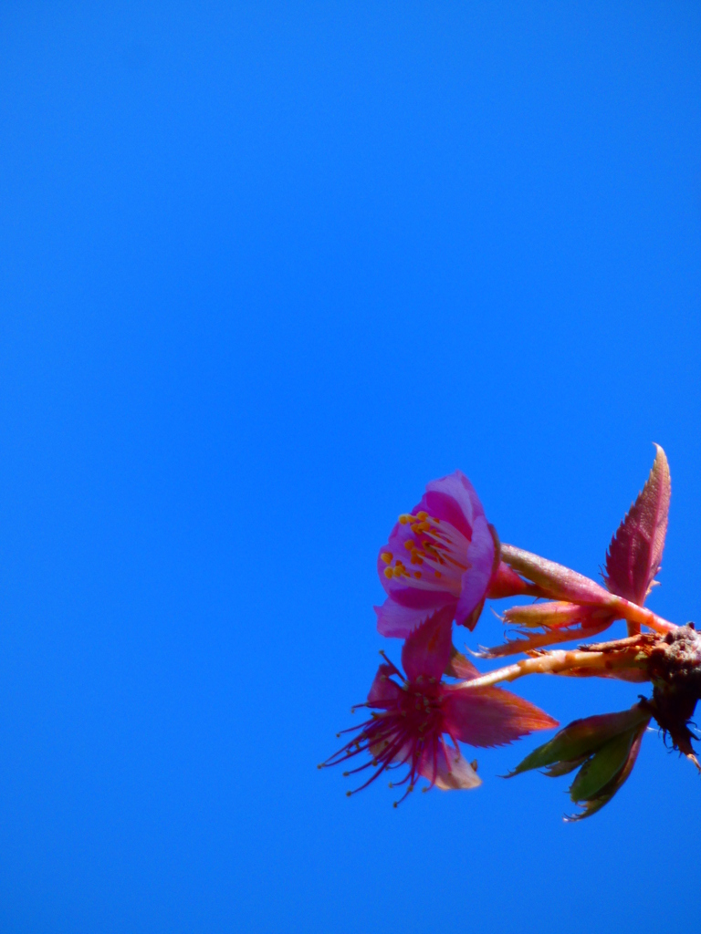 河津桜