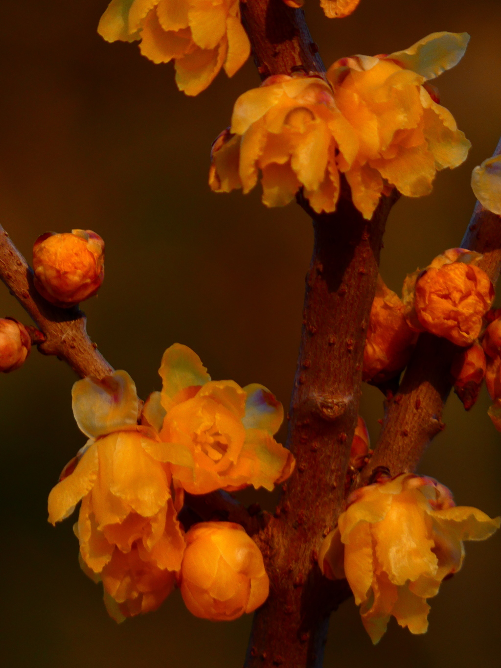 夕陽色の素心蝋梅