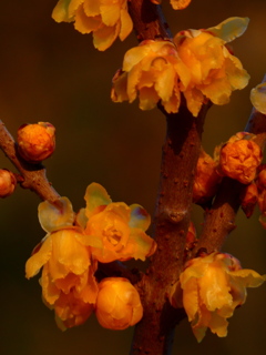 夕陽色の素心蝋梅