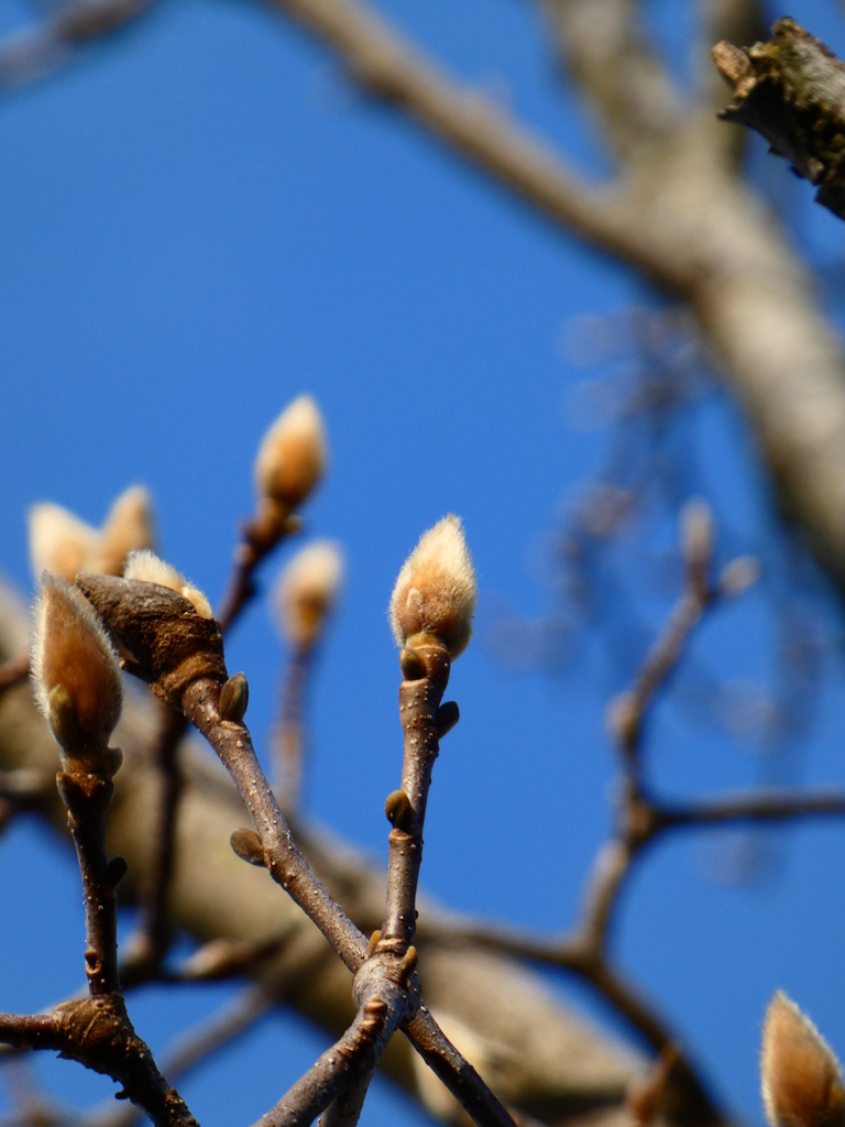 ハクモクレン 花芽