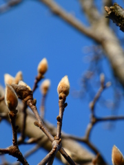 ハクモクレン 花芽