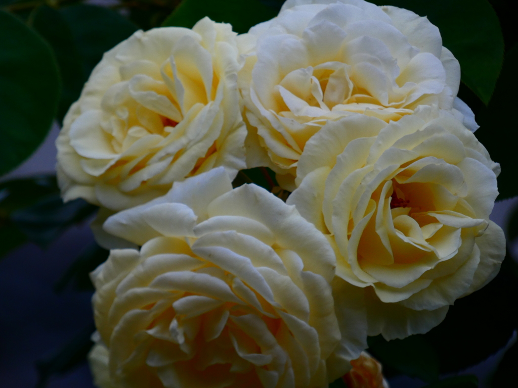 生垣の薔薇（３）